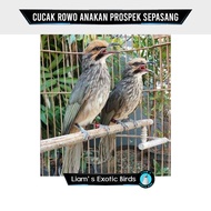 Burung Cucak Rowo Anakan Prospek Sepasang