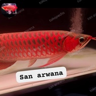 Sr sepauk ikan arwana super red SR chili