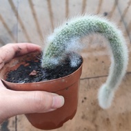 九尾狐仙人掌 Monkey's Tail cactus live plant without brown pot (10cm)