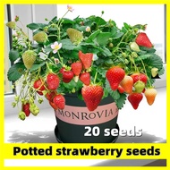 Potted Strawberry Seed - 20 Seeds High Germination Bonsai Strawberry Seeds Organic Fruit Seeds for P