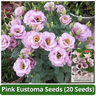 High Quality Pink Eustoma Flower Seed (20 Seeds) Benih Bunga Rare Eustoma Fresh Flower Seeds for Pla
