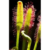 Carnivorous plants Drosera capensis sundae