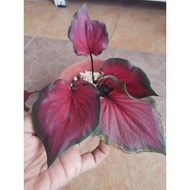 Pokok Keladi Viral / Pokok Keladi Rare / Keladi Double Leaf  / Double Leaf Thai Caladium / Pokok Hidup