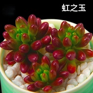 If Green Succulent Plant Indoor Bonsai Greenery Flower Combination Office Succulent Plant
