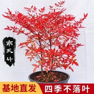 上火焰南天竹变色四季红天竹盆景老桩树苗庭院室内客厅阳台盆栽植物 20-30厘米（5棵）