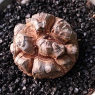 爆裂紅紋) 南非龜甲龍   5cm   連 花盆 塊根 植物 盆栽 Plant  caudex 非象牙宮【實拍。只此一盆】 👑 9年老店