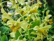 緬甸 原生蘭花 Dendrobium venustum大豆苗石斛 (珍奇種)早期山採株