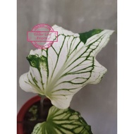 🌱Caladium Thai Beauty ( Putih) 🌱Ready stock ✌️