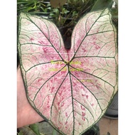 Caladium 1 bulb 彩叶芋 一个种球 ship out without soil and pot