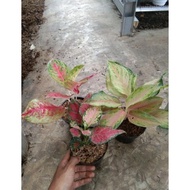 paket aglaonema 3pot(LOD - MAHASETY-RED ANJAMANI)