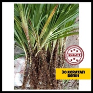 [30PCS] BENIH NAPIER PANDAN/ DWARF NAPIER