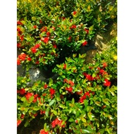 pokok ixora / Red Dwarft Ixora Plant / Siantan Renek Bunga Merah