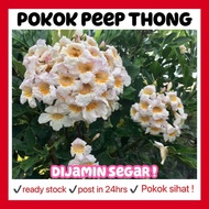 RINA • pokok peep thong • radermachera kunming bunga wangi dwarf tree jasmine fragrance harum flower