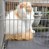 Kucing Persia Peaknose kitten 