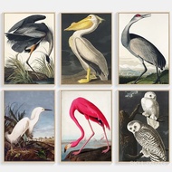 Vintage Audubon Bird Poster Prints Pink Flamingo Pelican Snowy Owl Blue Heron White Egret Wall Art C