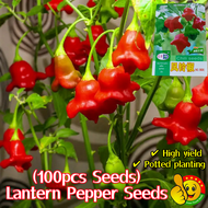 100% Original High Yield Lantern Pepper Seeds for Sale (Fresh 100pcs Seeds) F1 Hybrid Jamaican Chili