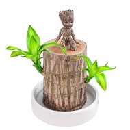 Ruigeda Brazil Wood Decoration GRUIT Pot Easy to Keep Water Cultivation Lazy Tree Man（Non-Brazilian Wood） Plant Lazy Lit