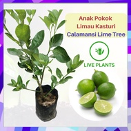 Anak Pokok Limau Kasturi / Calamansi Lime Tree [Real Plant / Live Plant / Pokok Hidup]