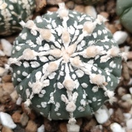 Astrophytum asterias hybrid v 3 cm