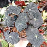 tanaman begonia rex walet + pot hitam