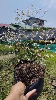 variegated african TALISAY  stable and rooted  live plant❤