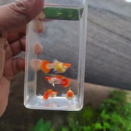 ikan guppy blonde red tuxedo koi short body