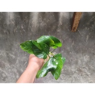 Anubias Nangi (2 pcs)