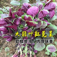 Chinese Vegetables Red Round Leaf Amaranth Seeds White Seeds Four Seasons Willow Leaf Spring Vegetab