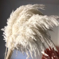 10/20/30pcs 21 Inch/55cm Tall Beige Pampas Grass Stems, Ideal For Adding Boho Vibes To Your Space - 