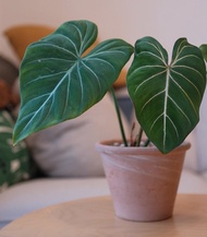 圓柄錦緞蔓綠絨