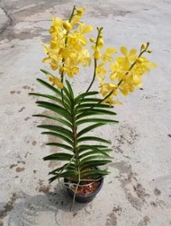 Ornamental Mokara Orchid Yellow Potted - Live Plant