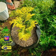 cemara hinoki kuning besar