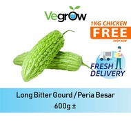 🔥FRESH 🔥Long Bitter Gourd / Peria Besar 600g +-
