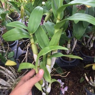 Orkid Dendro tanpa bunga BORONG