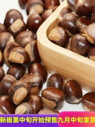 Authentic 2025 Zhenhua Qianxi Chestnuts Fresh Wild Raw Chestnuts Five Pounds Special Products Hebei