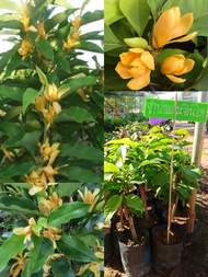 ต้นจำปาแคระ อินโด ทาบกิ่งขนาด60-75cm. เป็นไม้ที่นำเข้ามาจากประเทศ อินโดนีเซีย เป็นไม้คอมแพค โตช้ามาก ให้ดอกตลอด ทั้งปี ดอกดกมาก สีเหลืองอมส้ม และมีกลิ่นหอมมาก #ทาบกิ่งแบบพุ่มสวย ...