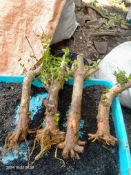 bahan bonsai sancang dongkelan jumbo