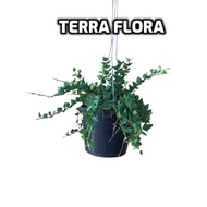 (DR 1) REAL LIVE DISCHIDIA RUSCIFOLIA (HANGING PLANT) LOCAL READY STOCK, DECO PLANT, POKOK HIDUP