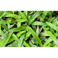 Pokok Rumput Siti Khadijah