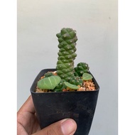 Euphorbia Female Naga King (Euphorbia Ritchiei)