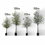 premium olive plant tree ,premium eucalyptus plant tree