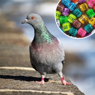 10/50Pcs 2025 Years Pigeons Foot Ring 8x11mm Pigeons Foot Ring Parrots Leg Rings Birds Training Tool