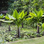 Tanaman Hias Pisang Amazon Madagascar