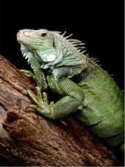 The Essential Guide to Caring For Your Pet Iguana Melvin Hoffman