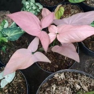 Singonium pink tanaman hias cantik, singonium daun pink, bunga cantik