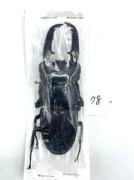 Dorcus titanus palawanicus.巴拉望巨扁鍬形蟲78mm