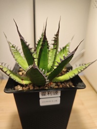 龍舌蘭 霍利達 植物 嚴龍 Agave Plant 塊根 多肉