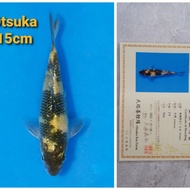 ikan koi import jepang kiutsuri breeder otsuka  04