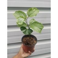 Pokok Panama Gold Passion Fruit