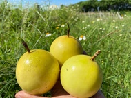 Yellow Golden Passion Fruit. Fresh Passion Fruit. Fresh from Local Farm. This is normal yellow passi